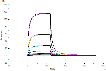 EGFR His Tag Protein, Mouse