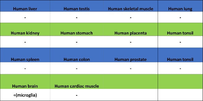P2ry12 Recombinant Rabbit mAb (SDT-3134-52)