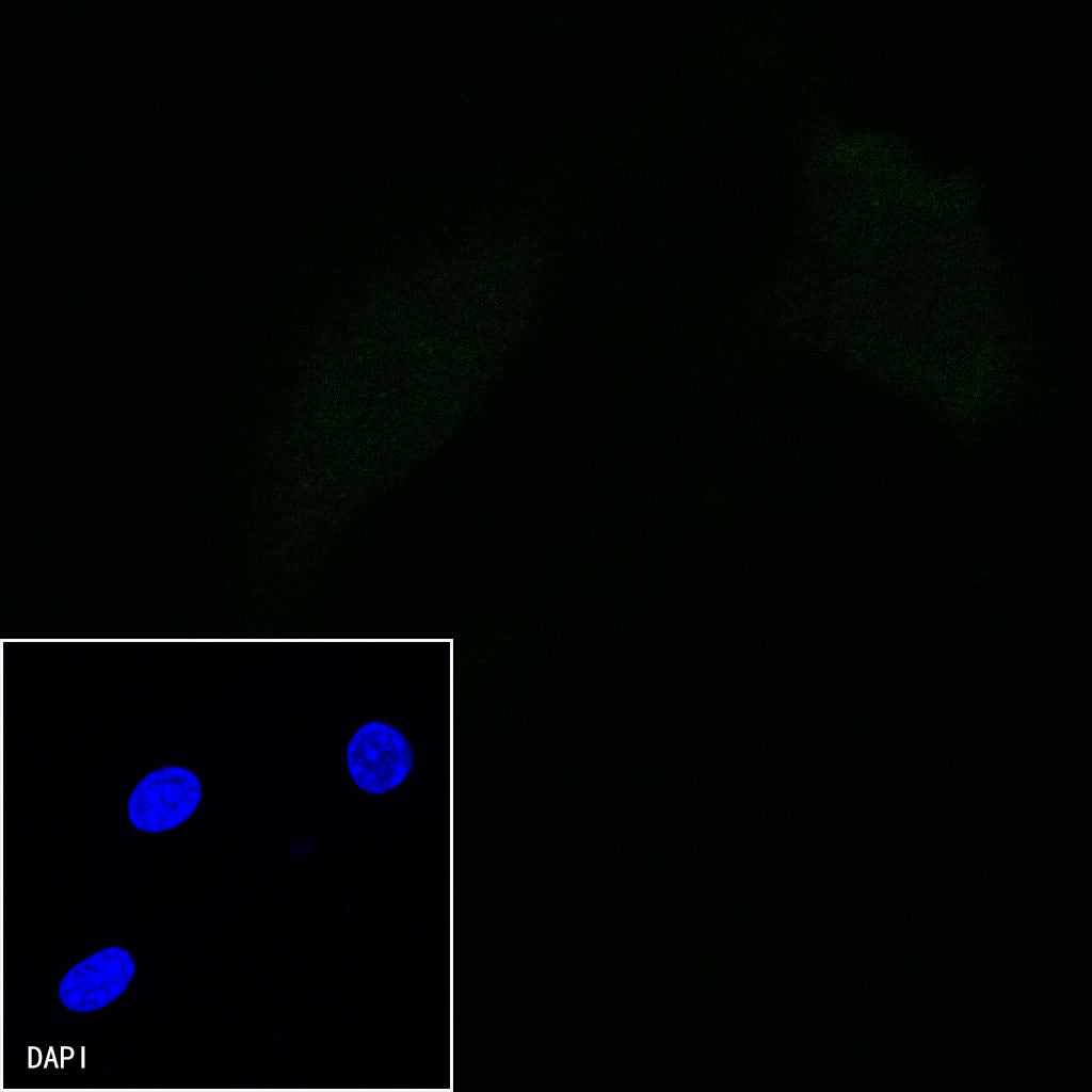 Invivo anti-mouse PD-1 Recombinant mAb (RMP1-14)
