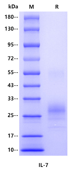 Human IL-7 Protein, His Tag