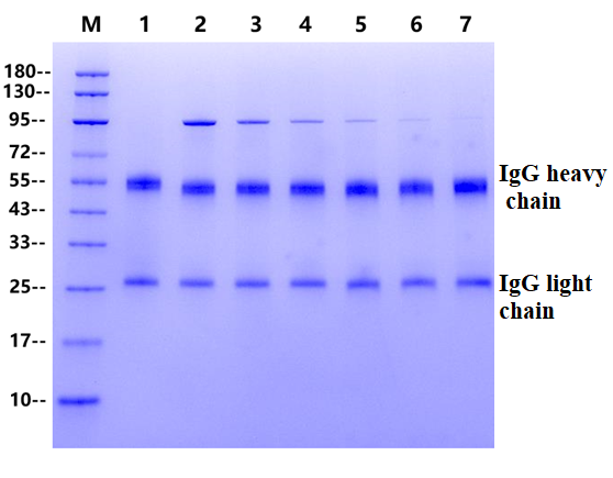Endo-glycosidase S2