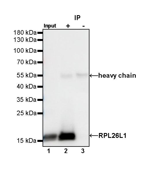 RPL26L1 Recombinant Rabbit mAb (S-R317)