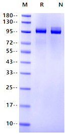 Tie-2 His Tag Protein, Human