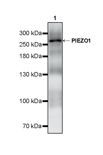 PIEZO1 Recombinant Rabbit mAb (S-4008-76)