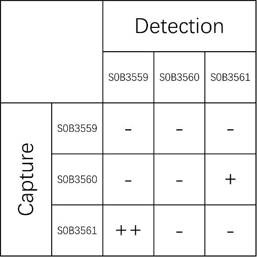 MICA Recombinant Rabbit mAb (SDT-1589-224)