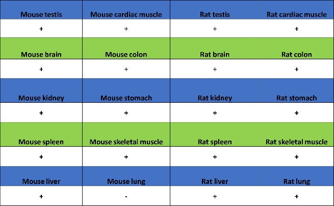 MYG1 Recombinant Rabbit mAb (S-2248-25)
