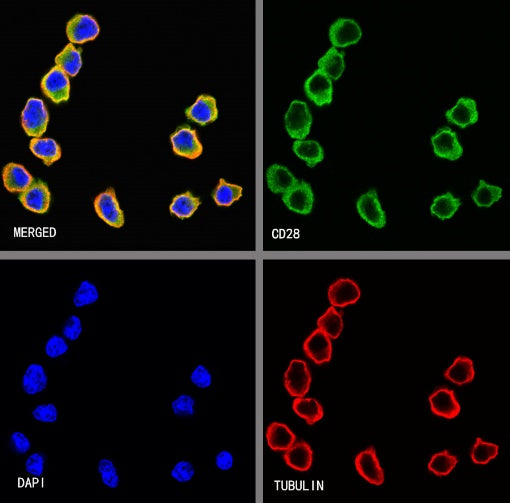 CD28 Recombinant Rabbit mAb (S-1815-10)