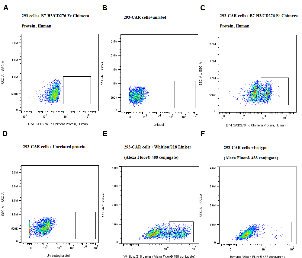 B7-H3/CD276 Fc Chimera Protein, Human