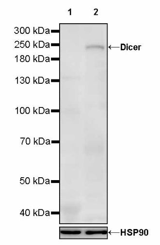 Dicer Recombinant Rabbit mAb (S-2497-202)