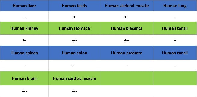 Caspase-2 Recombinant Rabbit mAb (S-3188-3)