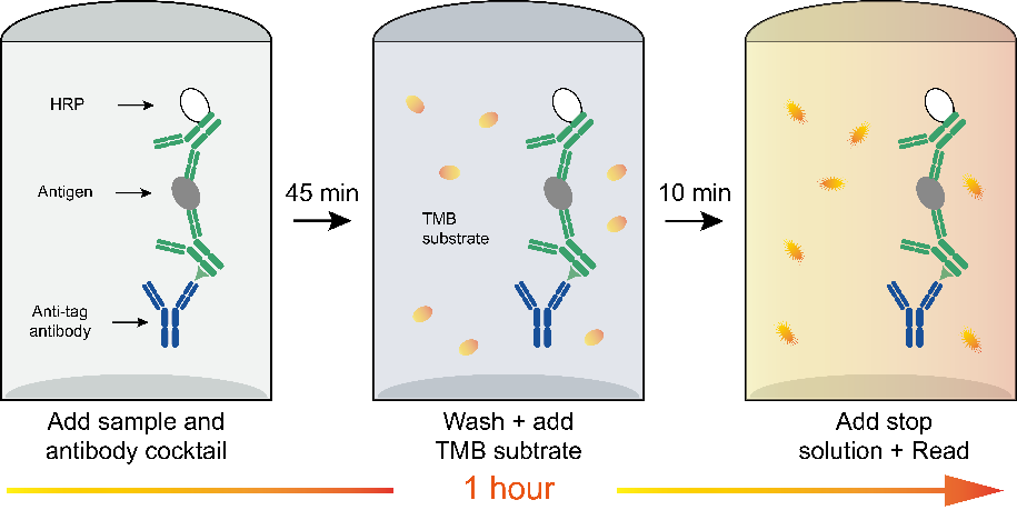 Human IgG (Total) OneStep ELISA Kit