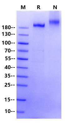 PAPP-A2 His Tag Protein, Human