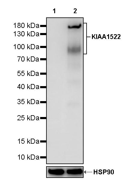 KIAA1522 Recombinant Rabbit mAb (S-3169-33)