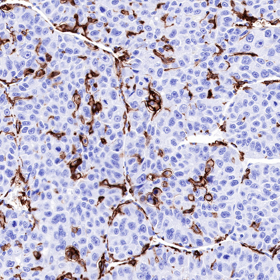 S-RMab® CD16a Recombinant Rabbit mAb (SDT-R099)