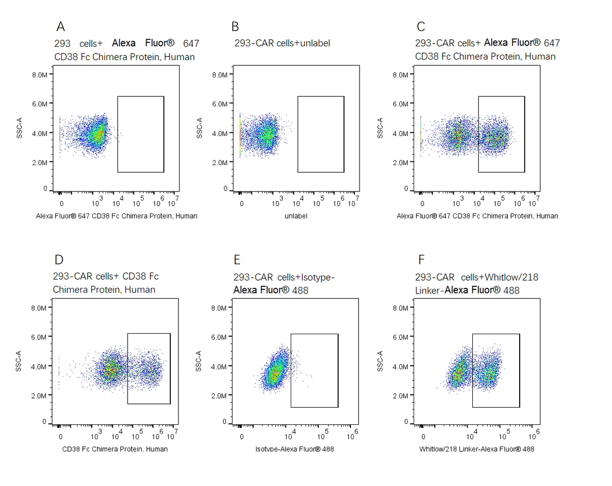 Alexa Fluor 647-Labeled CD38 Fc Chimera Protein, Human