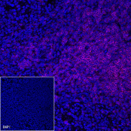 CD3 epsilon Recombinant Rabbit mAb (Alexa Fluor® 647 Conjugate) (S-241-49)