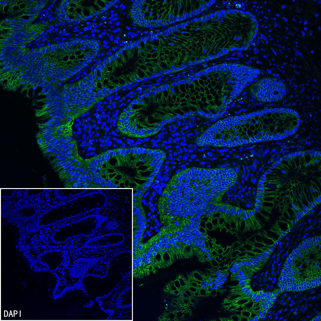 CA12 Rabbit Polyclonal Antibody