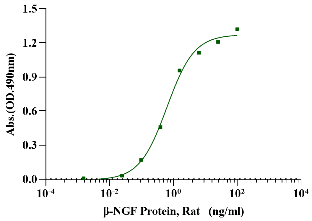 β-NGF Protein, Rat