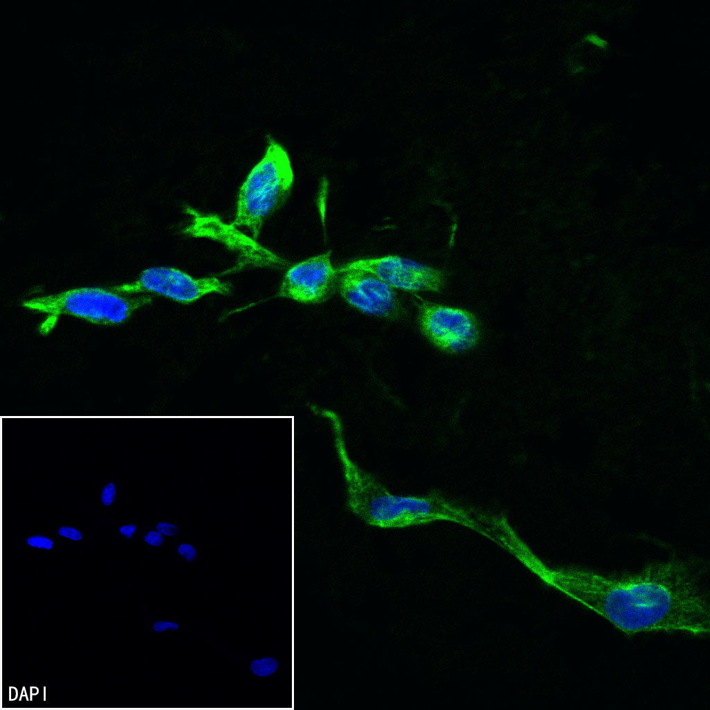 Anti-Biotin Recombinant Rabbit mAb (Alexa Fluor® 488 Conjugate) (S-3083)