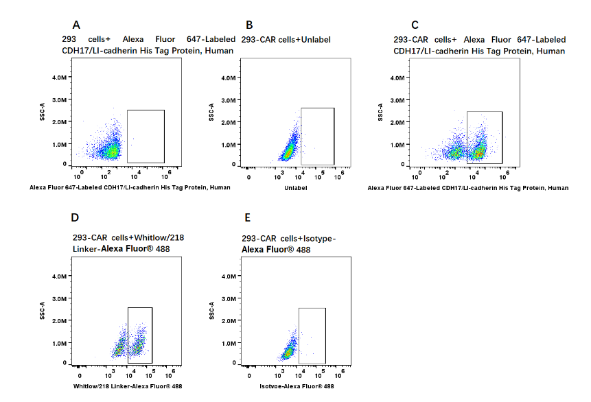 Alexa Fluor 647-Labeled CDH17/LI-cadherin His Tag Protein, Human