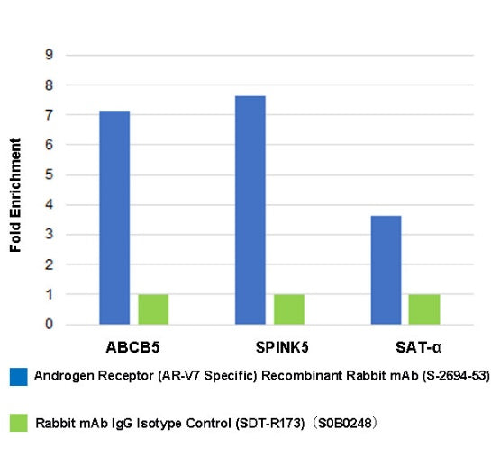 Androgen Receptor (AR-V7 Specific) Recombinant Rabbit mAb (S-2694-53)