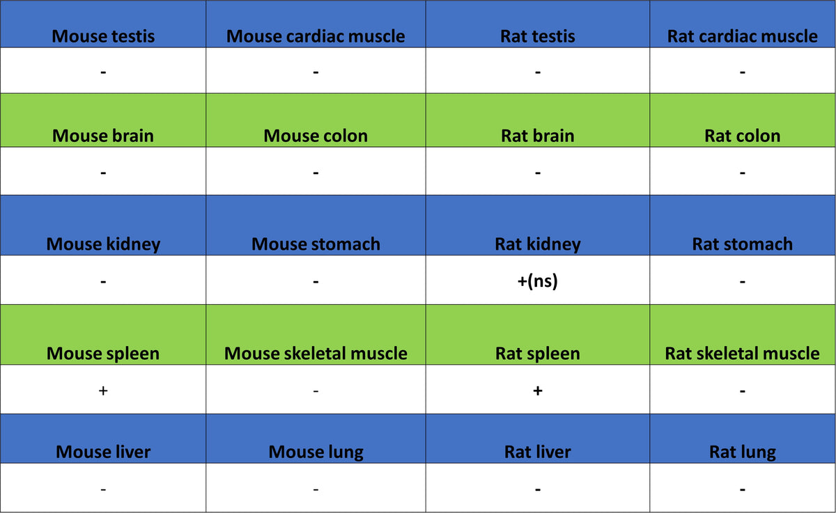 GATA1 Recombinant Rabbit mAb (S-5401)