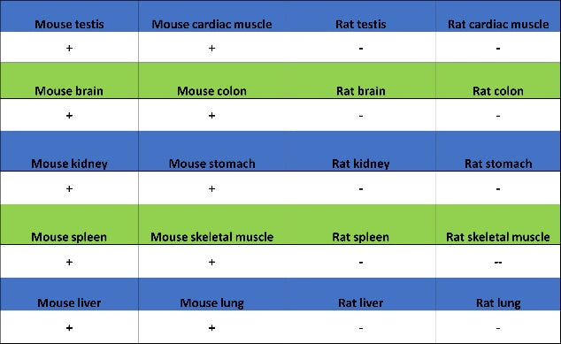 Mouse TER-119/Erythroid Cells Recombinant Rat mAb (TER-119)