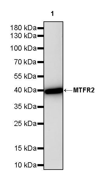 MTFR2 Recombinant Rabbit mAb (S-3842-54)