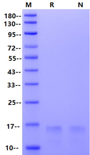 Betacellulin Protein, Human