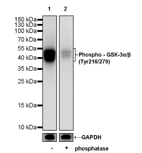 Phospho - GSK-3α/β (Tyr216/279) Recombinant Rabbit mAb (S-1810-101)