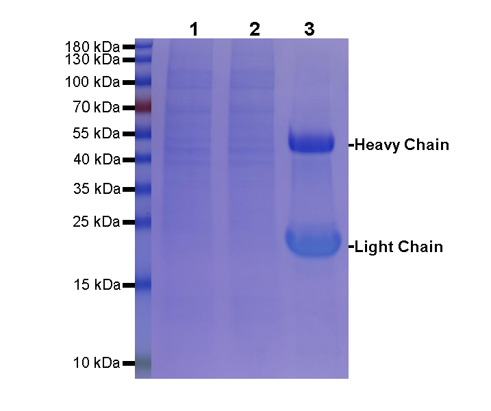 Rabbit IgG Isotype Control agarose beads
