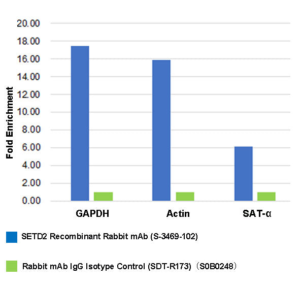 SETD2 Recombinant Rabbit mAb (S-3469-102)