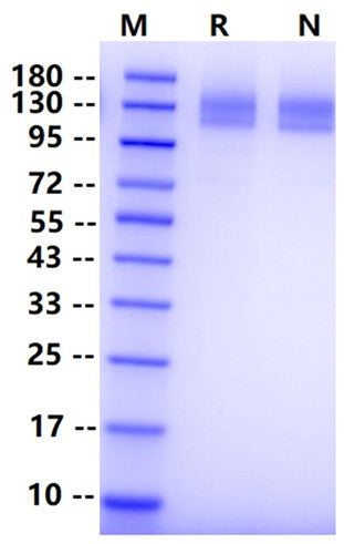 Biotinylated VEGF R2/KDR Avi&His Tag Protein, Human