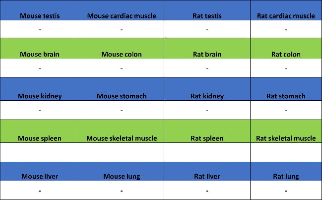 GFAP Recombinant Mouse mAb (SDT-3032)