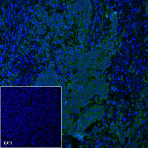 PD-L1 Recombinant Rabbit mAb (Alexa Fluor® 488 Conjugate) (S-119-16)