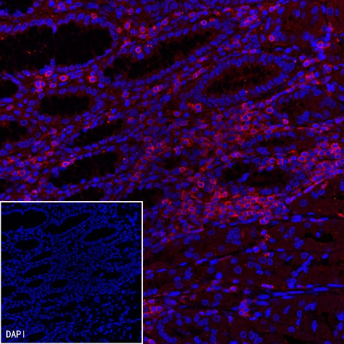 Goat Anti-Mouse lgG (H+L) (min X Hu, Bov Sr Prot) (Alexa Fluor® 594 Conjugate)