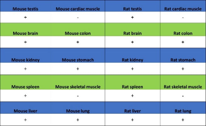CD100/Semaphorin-4D Recombinant Rabbit mAb (S-3651-16)