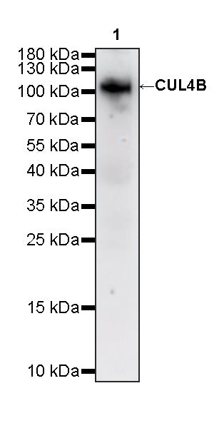 CUL4B Mouse mAb