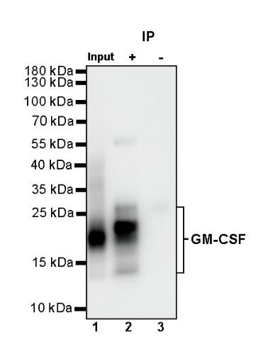 GM-CSF Recombinant Rabbit mAb (S-725-327)