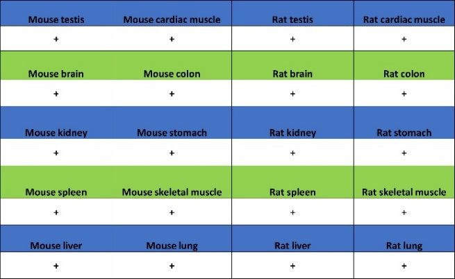 Histone H3 (acetyl K23) Recombinant Rabbit mAb (S-3321-202)