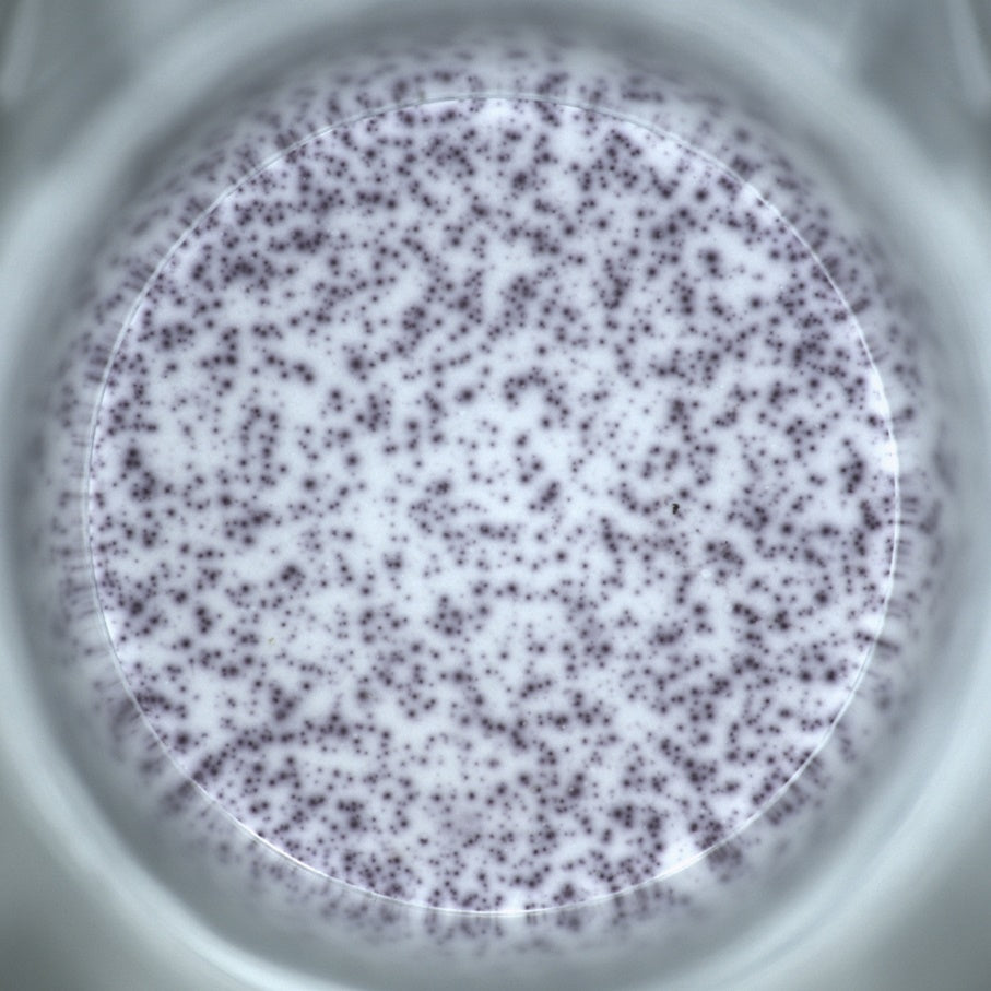 Human IFN-γ(ALP)OneStep ELISpot Kit