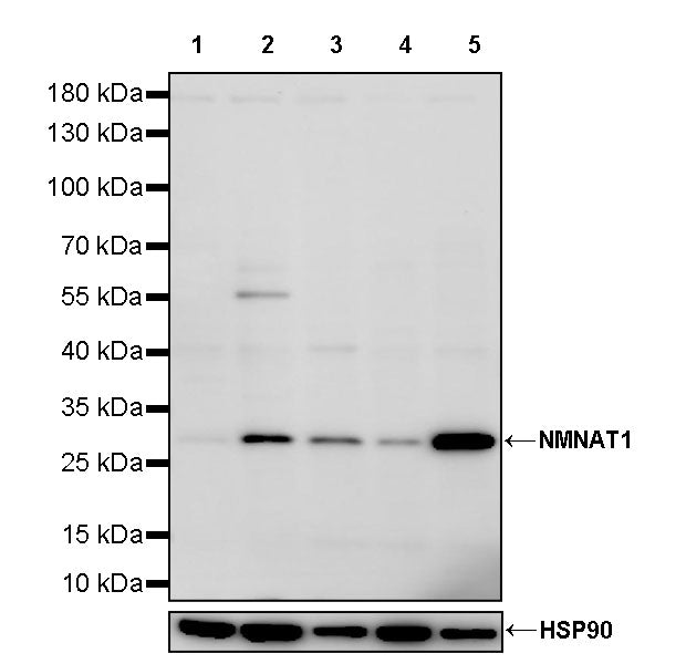 NMNAT1 Recombinant Rabbit mAb (S-3703-4)