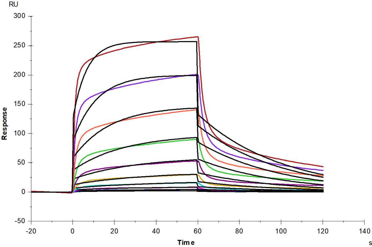 Biotinylated Fc γ RIIIa/CD16a(V176) Avi&His Tag Protein, Human
