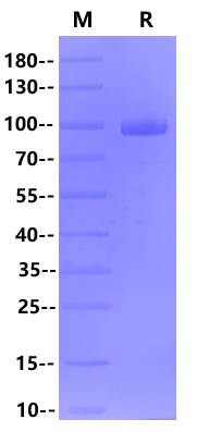 CD228 His Tag Protein, Cynomolgus