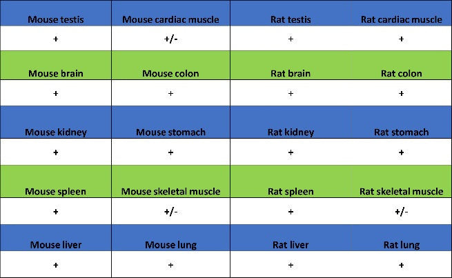 Clathrin heavy chain Recombinant Rabbit mAb (S-1690-25)
