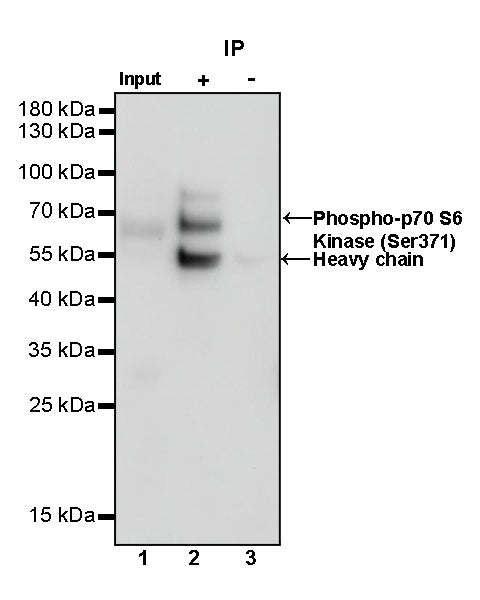 Phospho-p70 S6 Kinase (Ser371) Recombinant Rabbit mAb (S-1239-6)