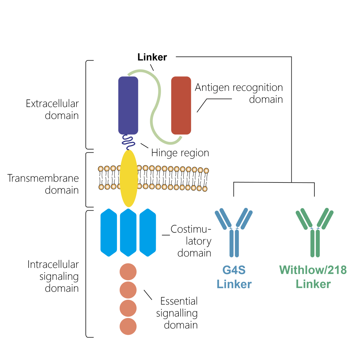 G4S Linker Recombinant Rabbit mAb (Biotin Conjugate) (S-711-23)