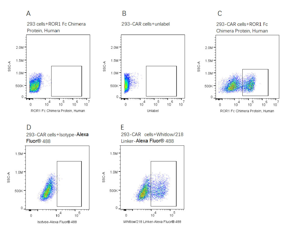 ROR1 Fc Chimera Protein, Human