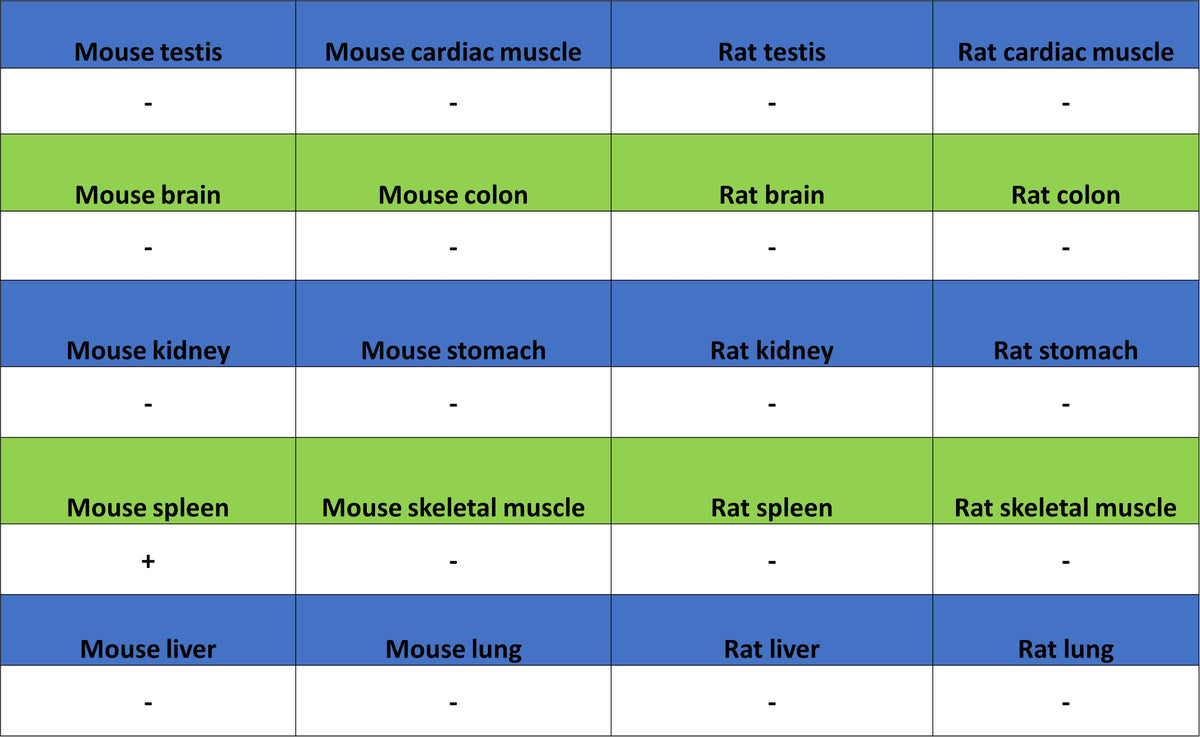 CD8α Recombinant Rabbit mAb (S-6201)