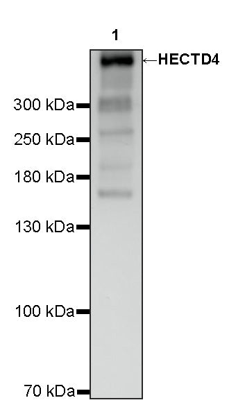 HECTD4 Recombinant Rabbit mAb (S-4562-67)